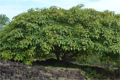 Ficus arnottiana